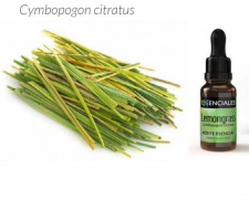 Citrinžolių tikrųjų eterinis aliejus + PIPETĖ, 10 ml 