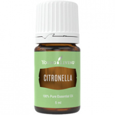 Kvapioji citrinžolė (Citronella) YOUNG LIVING, 5 ml 