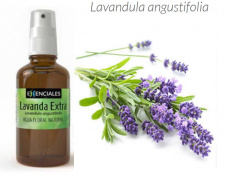 Levandų hidrolatas su PURKŠTUKU, 100 ml 