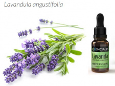 Levandų tikrųjų eterinis aliejus BIO + PIPETĖ, 10 ml 